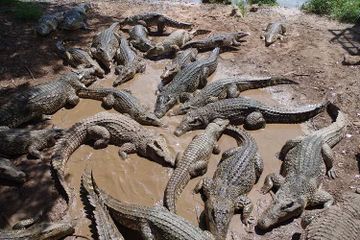 Ada suatu negara yang ditinggali oleh buaya terbesar di dunia.