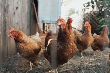 Manfaat Ayam dalam Kehidupan Manusia
