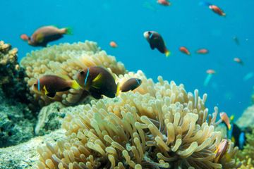 Potensi dan Persebaran Sumber Daya Laut (Terumbu Karang)