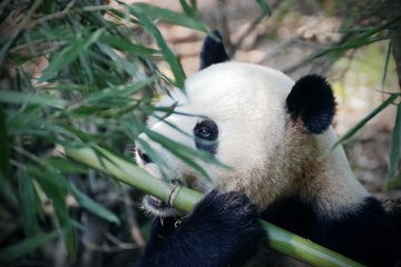 Benarkah Hewan Panda Termasuk di dalam Silsilah Keluarga Beruang?