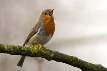 Bagaimanakah Cara Burung untuk Tidur?