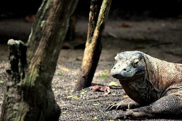 Komodo adalah salah satu hewan yang dilindungi di Indonesia.