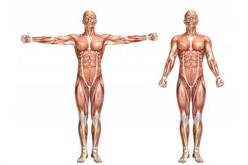 Berikut ini yang bukan macam-macam otot dalam tubuh manusia adalah