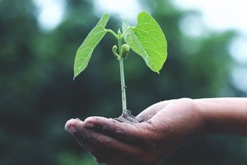 Dampak Menanam Tanaman Bagi Lingkungan Materi Kelas 4 Sd Tema 3 Semua Halaman Bobo