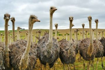 Memiliki Kecepatan, Mengapa Burung Unta Bisa Berlari Sangat Cepat?