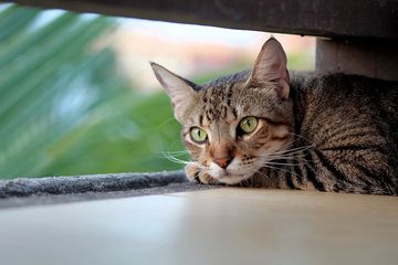 Pencinta Kucing Wajib Tahu, Ini 5 Cara Mencari Kucing Hilang atau 