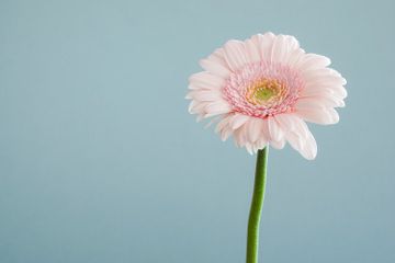 Aroma yang dikeluarkan oleh bunga dikenal juga dengan istilah minyak atsiri.