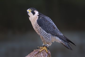Apa Burung Tercepat di Dunia?