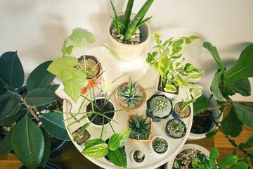 4 Jenis Tanaman Ini Cocok Ditanam Di Dalam Pot Salah Satunya Tanaman Herbal Semua Halaman Bobo