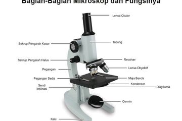 Penjelasan Lengkap Bagian-Bagian Mikroskop dan Fungsinya - Semua Halaman -  Bobo