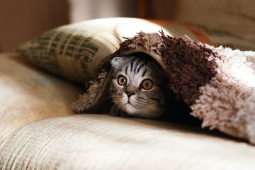 Mengapa Kucing Sering Menjilati Tubuhnya Sendiri?