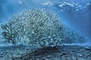 Salah satu perintah pada buku Bahasa Inggris kelas IX Chapter 9 adalah mengajak kita untuk menganalisis ikan atau fish.