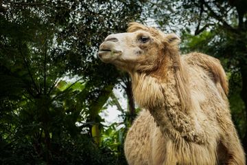 Mengapa Unta Memiliki Tiga Kelopak Mata Dan Dua Baris Bulu Mata Adjar