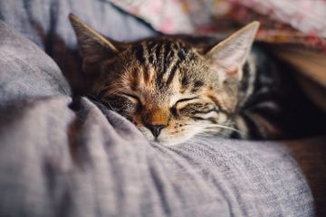Benarkah Kucing Mendengkur untuk Meminta Perhatian?