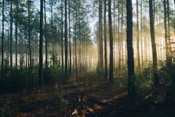 Pengelompokkan Sumber Daya Alam yang Bisa Diperbarui
