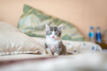Bulu kucing dapat membantu kucing untuk mengatur suhu tubuhnya.