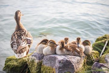 Benarkah Ada Fobia terhadap Bebek?