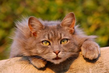 Jangan Lakukan 5 Hal Ini pada Kucing Peliharaan di Rumah