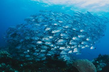 9200 Ikan Air Laut Salinitas HD Terbaru