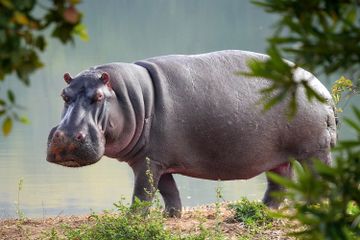 Berapa Rata-Rata Masa Hidup Kuda Nil?