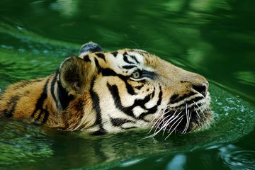 Apa Hobi Harimau?