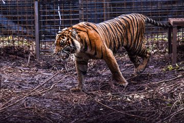 Setinggi Apa Harimau Sumatra dapat Melompat?