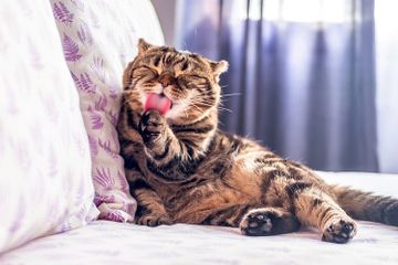 Memiliki Lidah yang Berpola Kasar, Apa Fungsi Lidah bagi Kucing?
