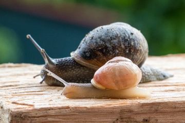 Apa Bedanya Siput dengan Bekicot? #AkuBacaAkuTahu