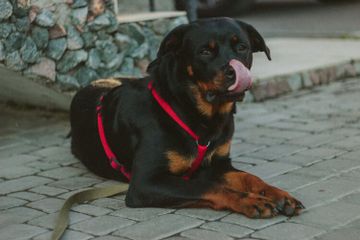 Labrador Retriever merupakan salah satu anjing cerdas di dunia.