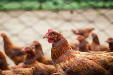 Penerapan Bioteknologi dalam Bidang Peternakan