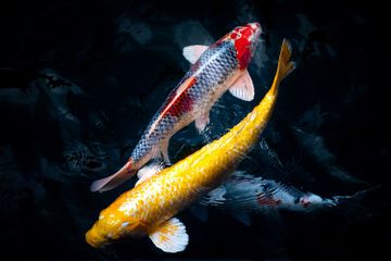 7 Jenis Ikan Koi yang Unik dan Banyak Dipelihara Pecinta Ikan Hias
