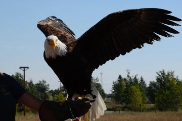Sampai Berapakah Usia Burung Elang?