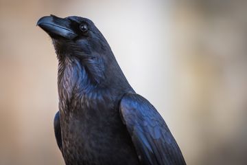 61 Koleksi Gambar Burung Gagak HD Terbaru