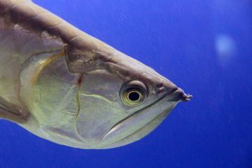 Apa Jenis Ikan Termahal di Dunia? 