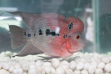 Asal Muasal dan Ciri-Ciri Ikan Louhan SRD