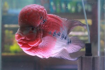 48+ Dekorasi Aquarium Ikan Louhan Terbaik