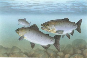 Mengapa Salmon Berenang Melawan Arus?