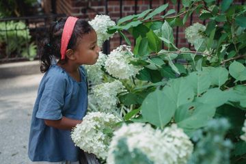 Benarkah Warna Bunga Hydrangea dapat Kita Sesuaikan dengan Sendirinya?