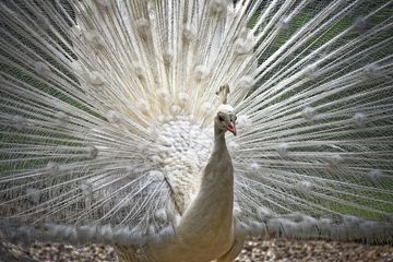 650 Gambar Burung Merak Hd Terbaru