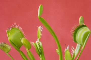 Kenalan dengan Venus Flytrap, Si Tanaman Karnivora Pemakan Serangga