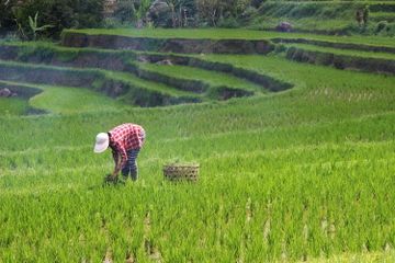 Faktor yang Memengaruhi Perbedaan Struktur Desa dalam Geografi