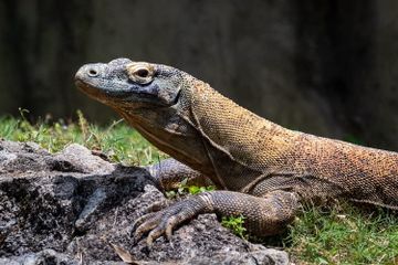 Jawab Soal Contoh Flora dan Fauna Endemik di Indonesia
