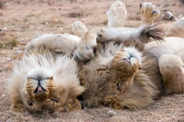 Benarkah Singa Tidur Lebih dari Sepuluh Jam Setiap Harinya? 