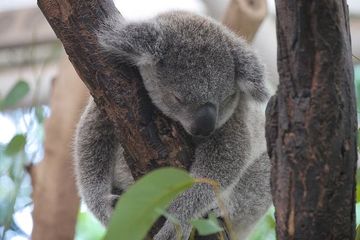 Mengapa Koala Suka Tidur?