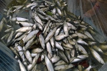 Bandeng adalah salah satu ikan yang biasa diolah menjadi presto sehingga dagingnya lunak.