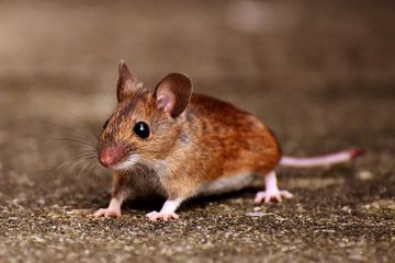 Kapan Tikus Tidur?