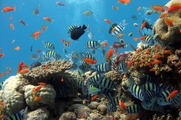 Apakah Ikan Berbicara Satu Sama Lain?