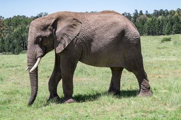 Apakah Gajah Berkeringat?