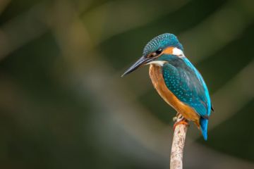 Burung merupakan salah satu hewan ovipar.
