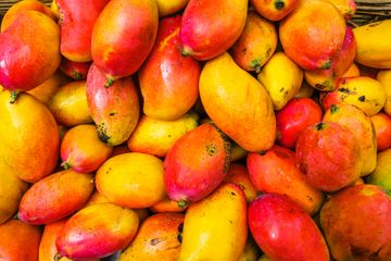 Panen dalam bahasa Inggris disebut dengan harvest.